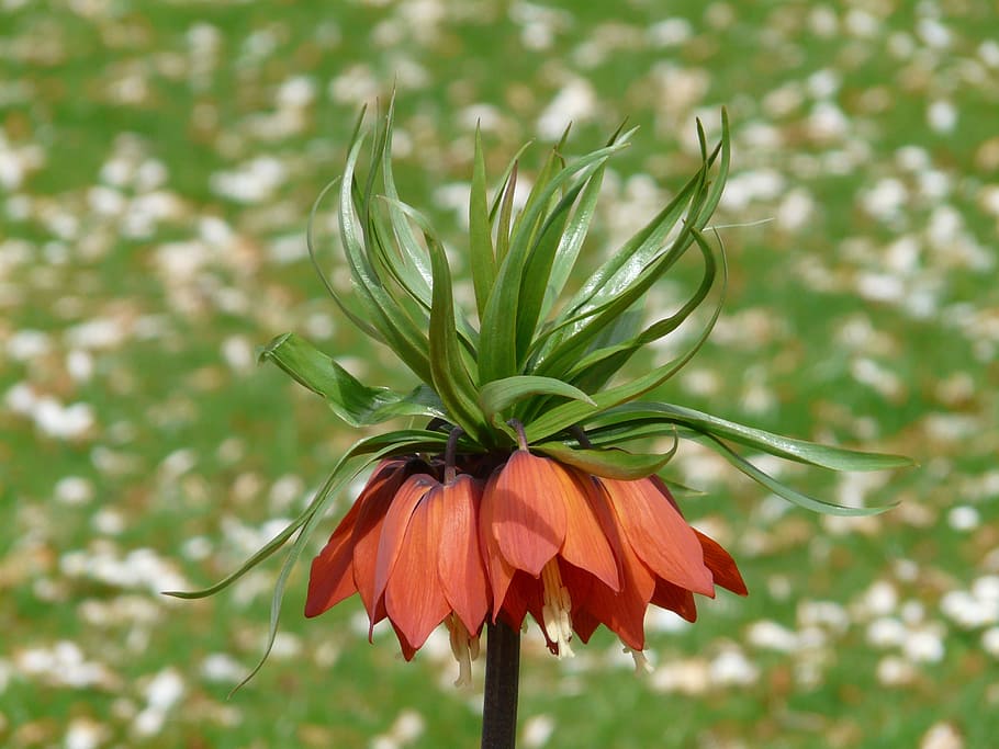 Imperial Crown, Fritillaria Imperialis, lily family, liliaceae, HD wallpaper