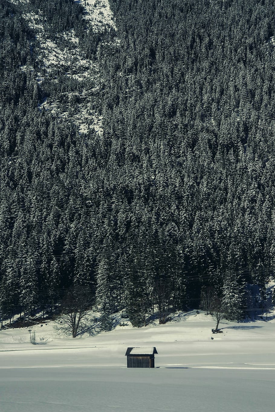 The Lonely Cabin, grayscale photography of forest covered with snow HD wallpaper