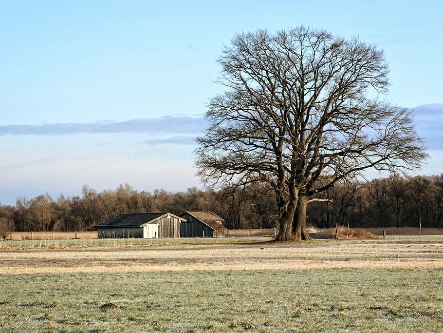 tree, individually, silhouette, nature, field, meadow, barn HD wallpaper
