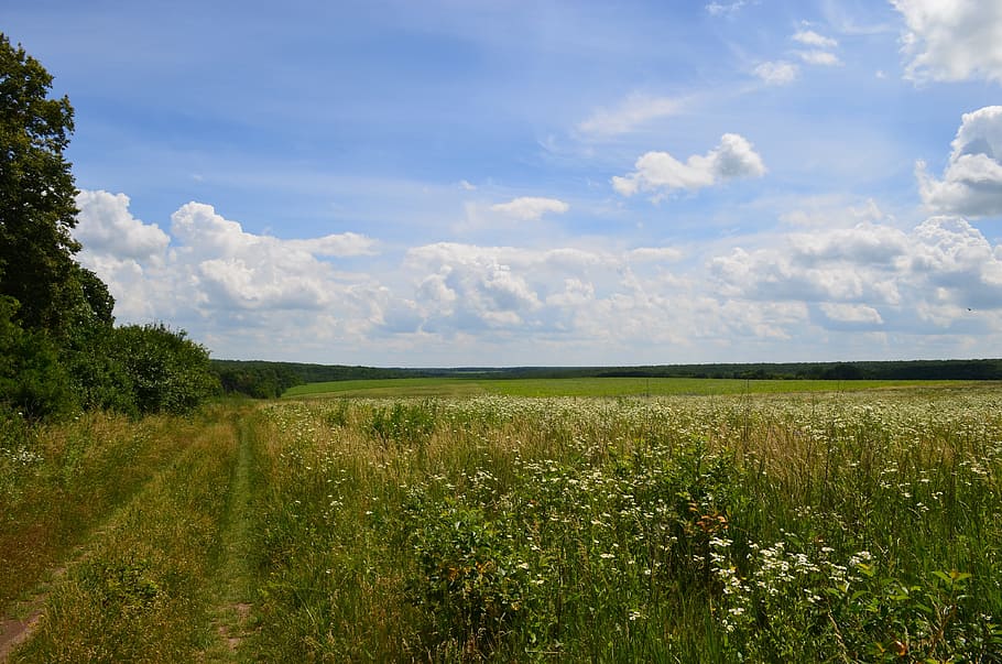 field, forest, road, clouds, sky, summer, landscape, day, nature HD wallpaper