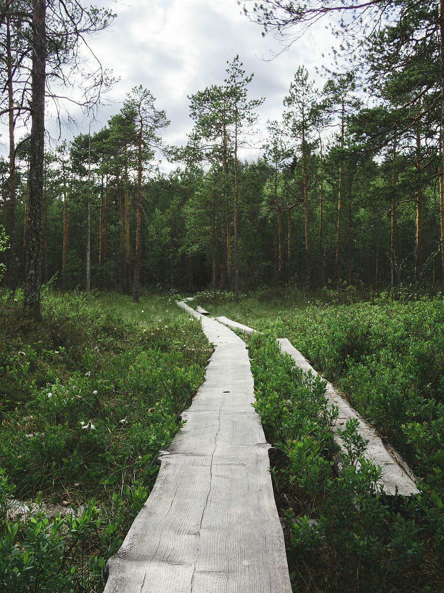 photo of pathway near trees, forest, trail, boardwalk, walkway HD wallpaper