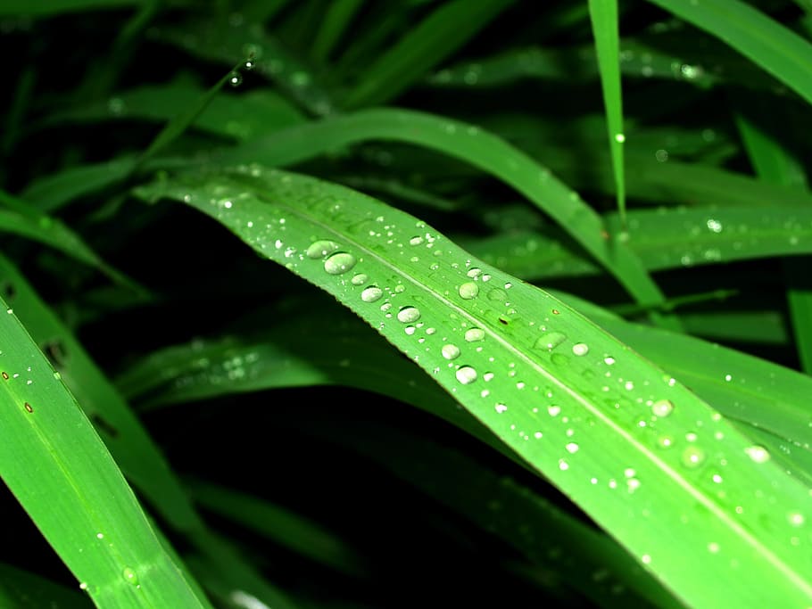 water, drops, leaf, grass, green, dew, rain, closeup, life HD wallpaper