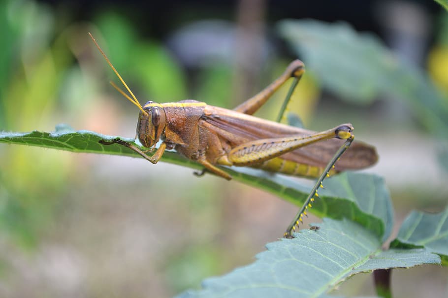 nature, grasshopper, guyana, invertebrate, insect, animal themes HD wallpaper