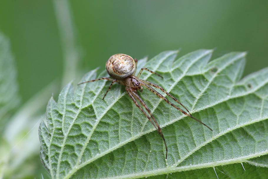spider, arachnid, leaf, forest, edge of the woods, macro, close HD wallpaper