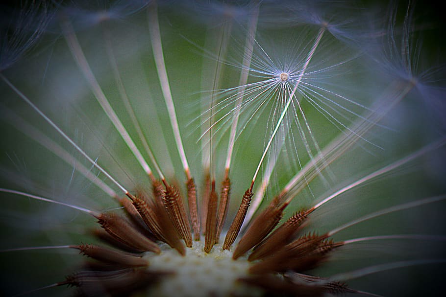 dandelion, nature, flower, macro, fluff, plant, beauty in nature HD wallpaper
