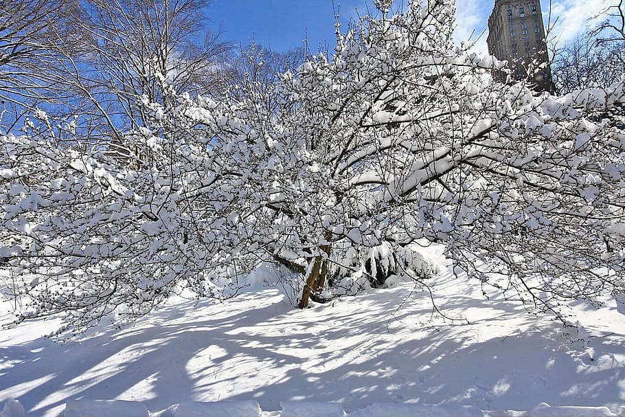 snow, winter, tree, park, new york, city, manhattan, cold temperature HD wallpaper