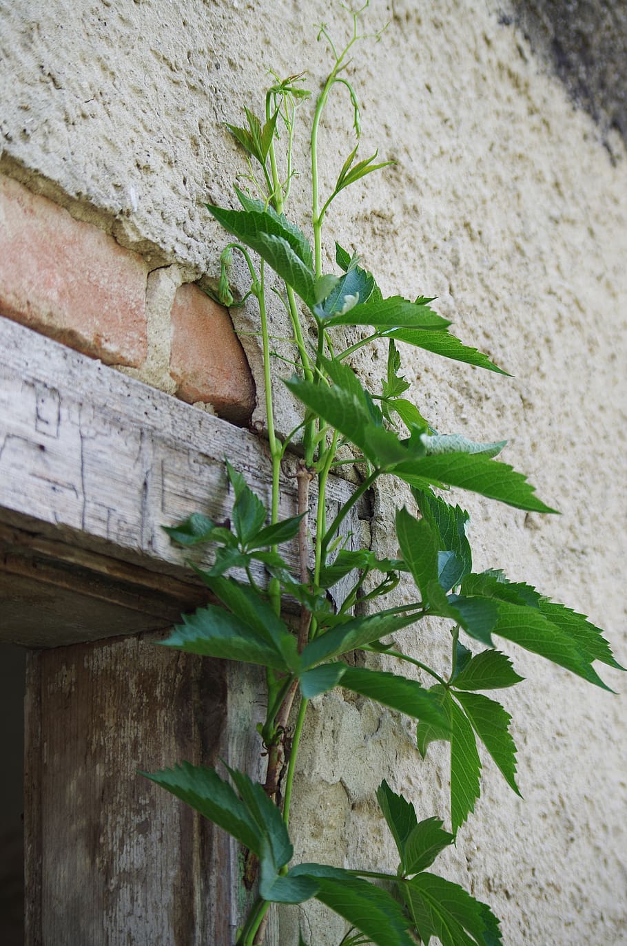 plant, old, wall, leaf, plant part, wall - building feature HD wallpaper