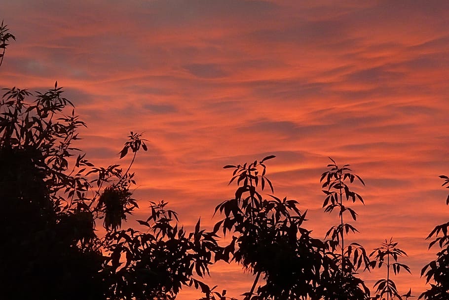 sunrise, clouds, dawn, branches, tree, shadows, scenery, summer HD wallpaper