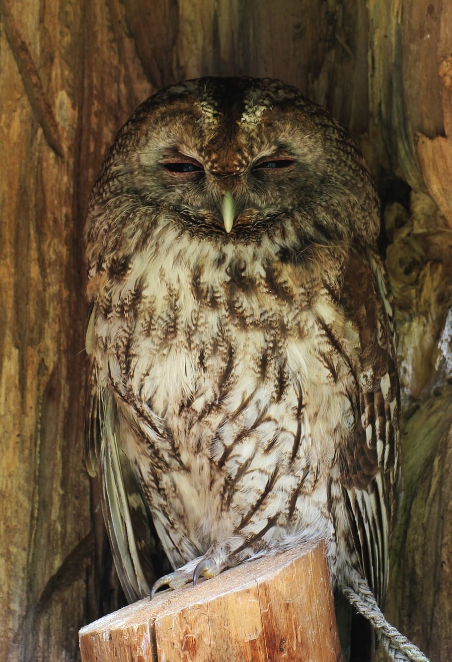 brown owl standing on post, sowa, bird, owls, eyes, animals, beak, HD wallpaper