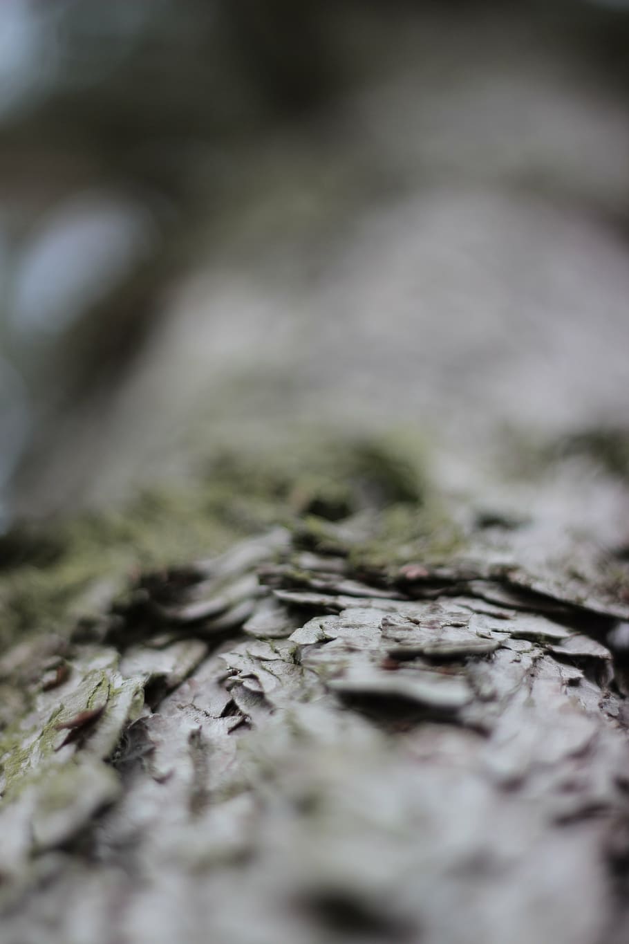 tree bark, pine, tribe, log, nature, close-up, backgrounds HD wallpaper