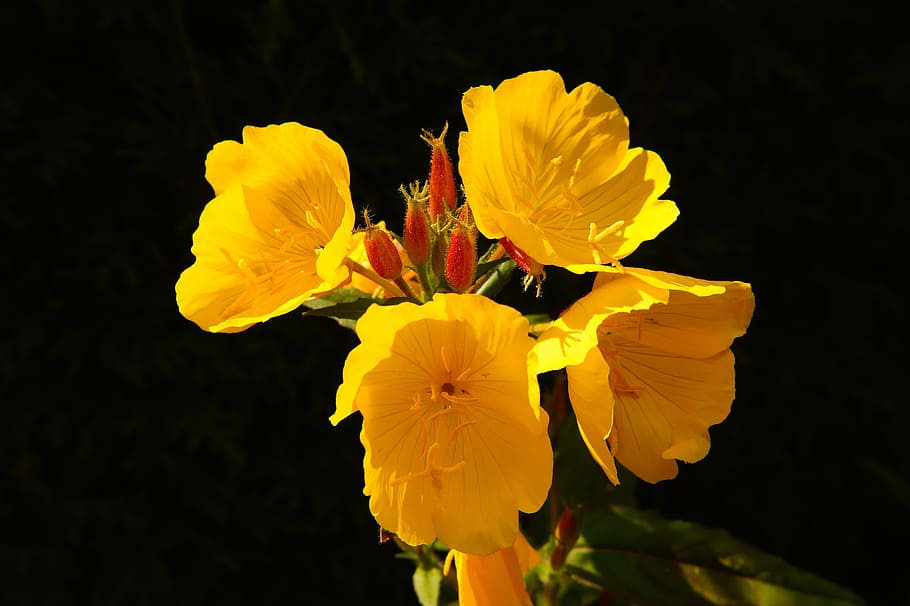 flower, flowers, yellow, bright, close, plant, garden, nature HD wallpaper