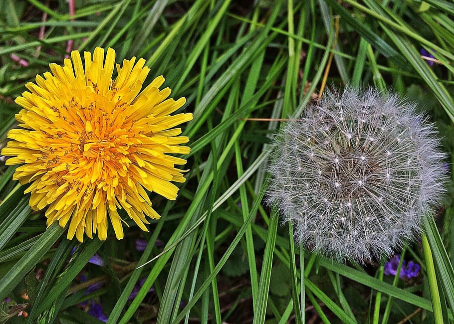 dandelions, weeds, nature, spring, wild, flower, plant, summer HD wallpaper