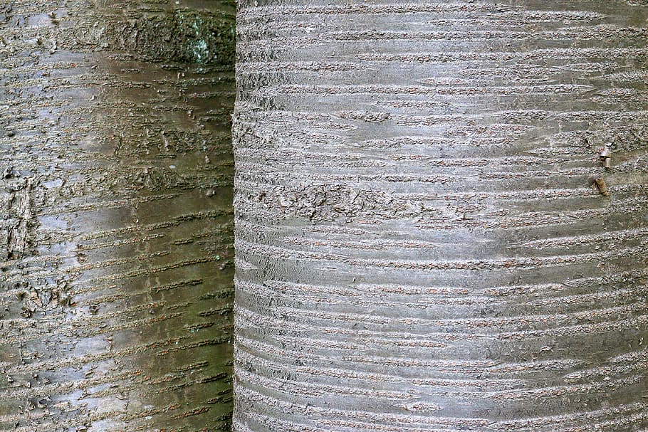 Cherry, Tree, Tree, Bark, Structure, Macro, log, nature, wood HD wallpaper