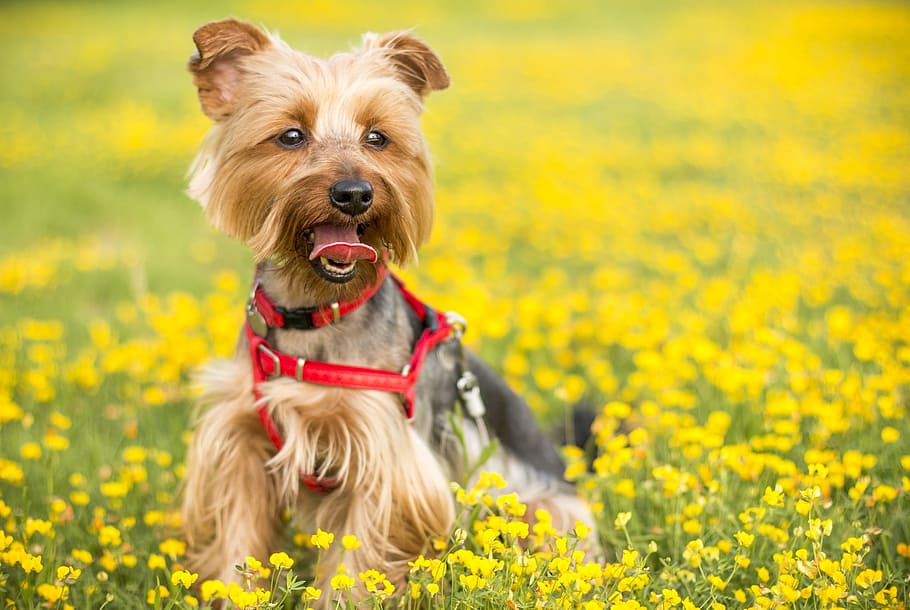 brown and black yorkshire terrier, blur, bokeh, playground HD wallpaper