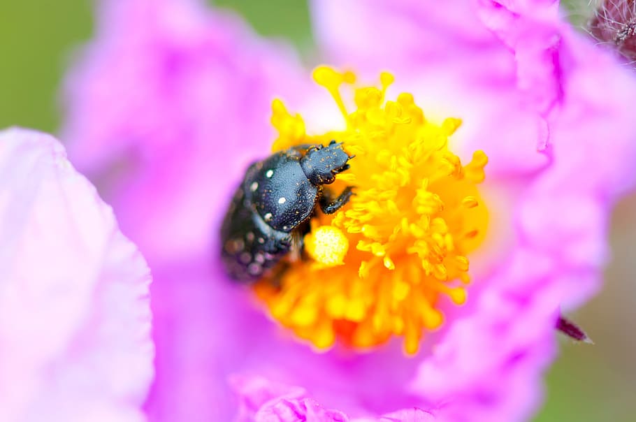 Bug, Insect, Flower, Pink, Pinky, black, animal, beetle, color HD wallpaper