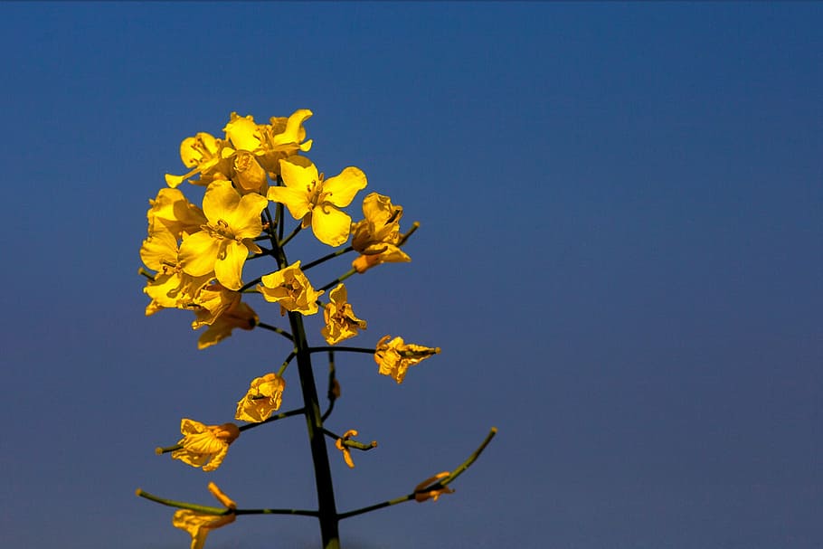 sennepsblomst, plant, sky, yellow, nature, tree, branch, leaf HD wallpaper