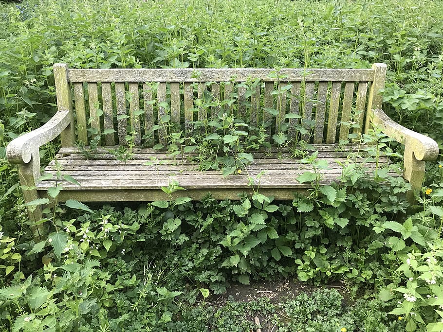 bench, abandoned, old, nature, outdoor, seat, wood, green, plant HD wallpaper