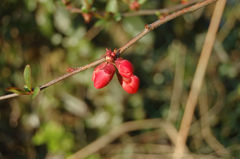 nature, leaf, gems, buds, red, growth, plant, focus on foreground HD wallpaper