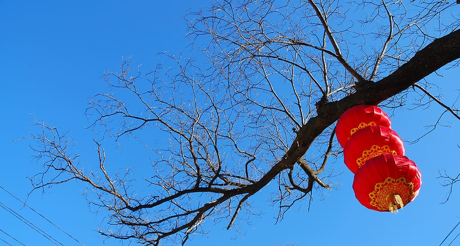 red lantern hanging on bare tree, china red, festive, branch HD wallpaper