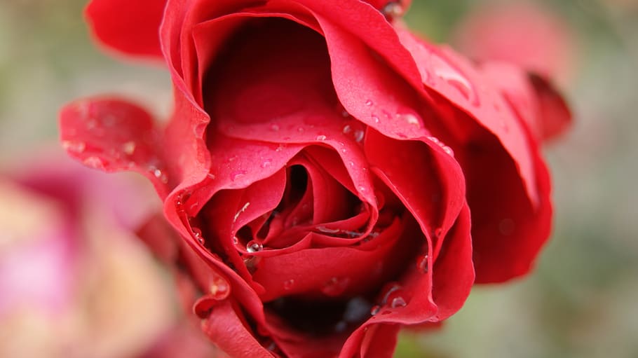 rose, red, north, chalus, flower, flowering plant, beauty in nature HD wallpaper