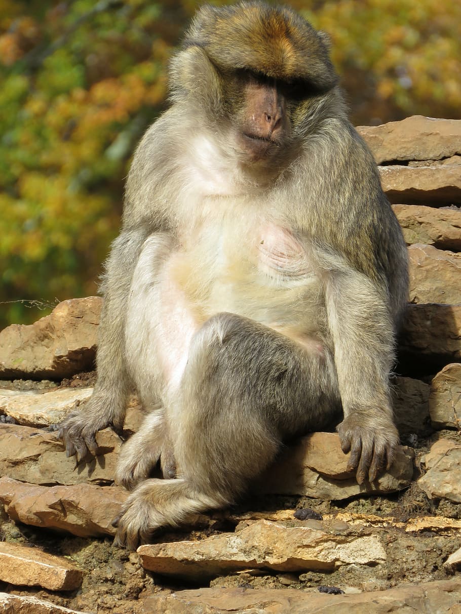 macaque, monkey, zoo, animal, primate, zoo animals, natural HD wallpaper