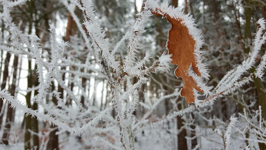 winter, ice, hoarfrost, wintry, cold, snow, tree, drip, branch HD wallpaper
