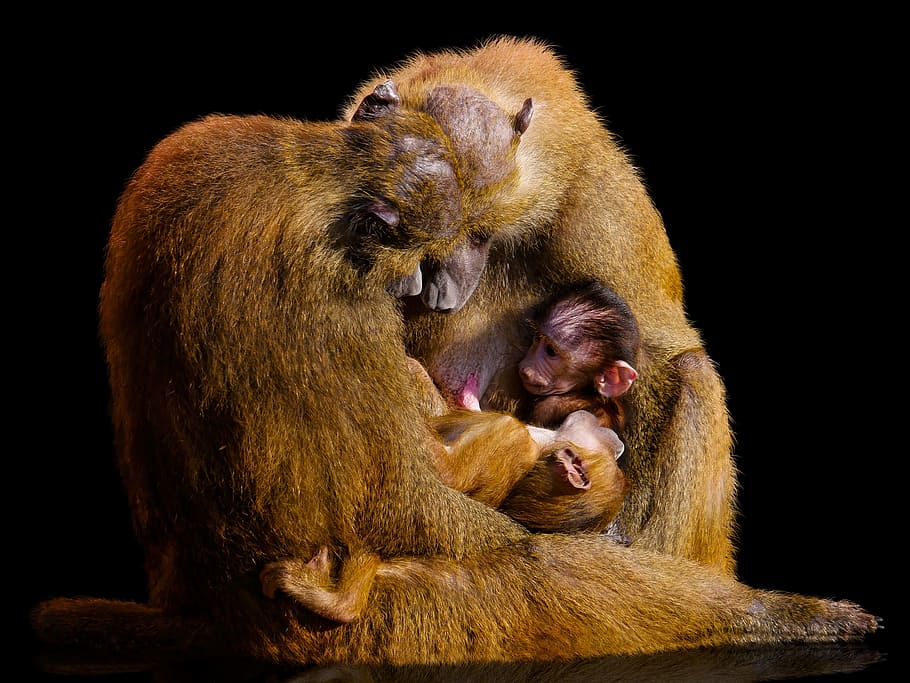 monkey family selective focus photography, animal world, mammal, HD wallpaper