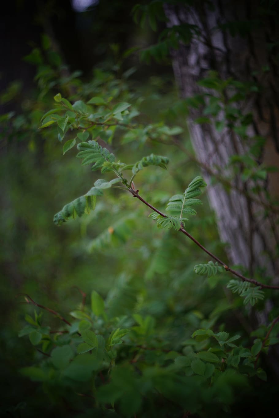 nature, forest, foliage, plant, growth, green color, plant part HD wallpaper