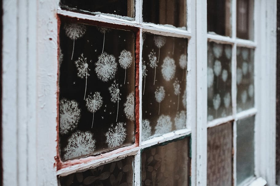 closed white framed glass-panel window, glass window with dandelion print and white steel frame HD wallpaper