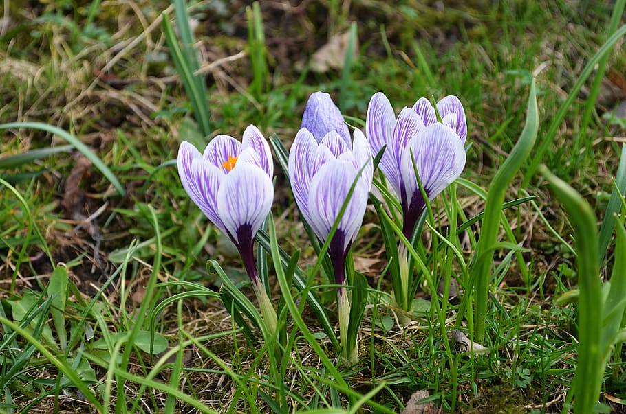 flowers, crocus, spring, nature, blooms, blooming, polyana HD wallpaper