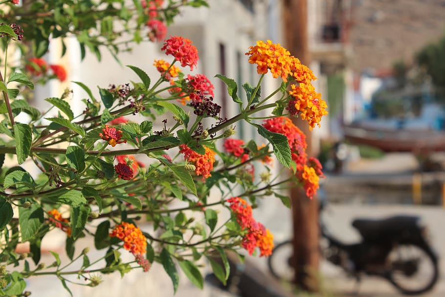 flower, nature, flora, tree, leaf, orange, motor bike, plant HD wallpaper