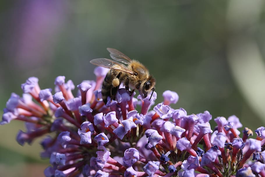 bee, blossom, bloom, flower, close, insect, macro, plant, pollination HD wallpaper