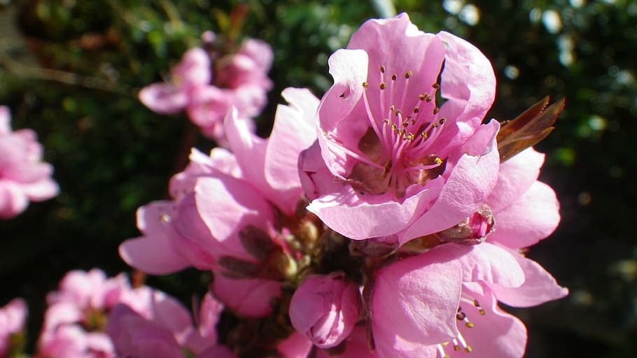 flower, pink, nectarine, spring, flowering, nature, garden HD wallpaper