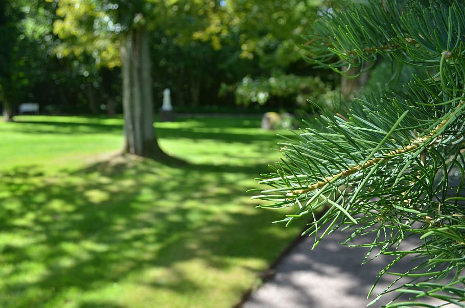 pine, pine needles, macro, tree, wood, girl pine, pine branch HD wallpaper