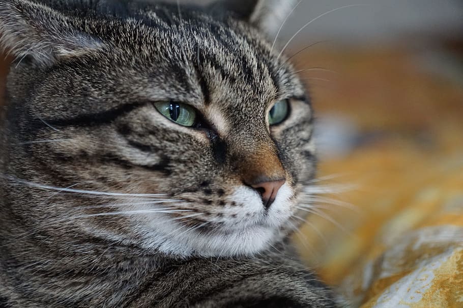 shallow focus photography of gray cat, animal, mammal, portrait, HD wallpaper