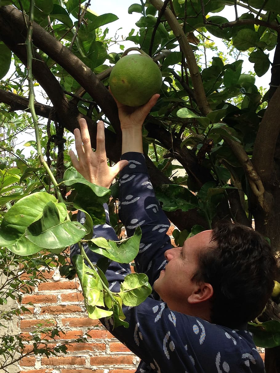 lime, fruit, juicy, green, garden, man, outdoors, men, people HD wallpaper