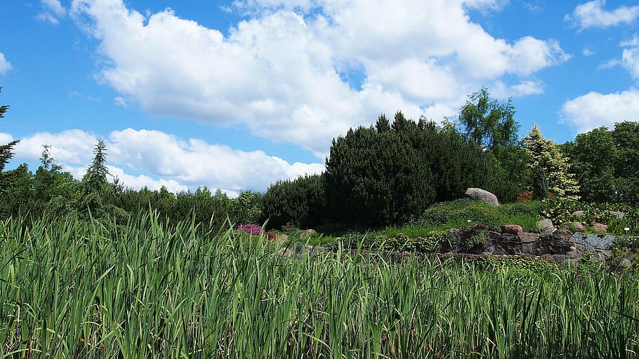 landscape, nature, cloud, grass, view, blue, clouds, plant HD wallpaper
