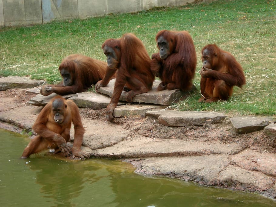 five monkeys near body of water, zoo, animals, monky, fun, orangutan HD wallpaper