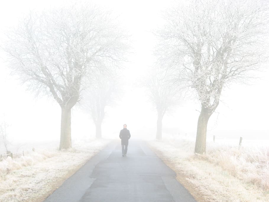 cold, snow, road, landscape, alone, fog, forest, frost, frosty HD wallpaper