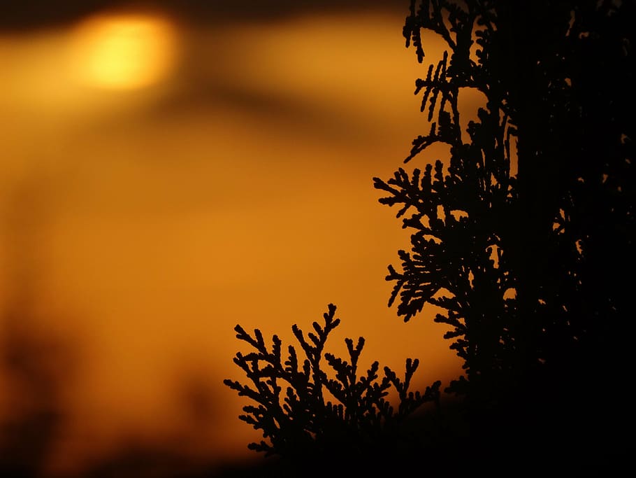 the background, moon, thuja, evening, park, forest, tree, night HD wallpaper