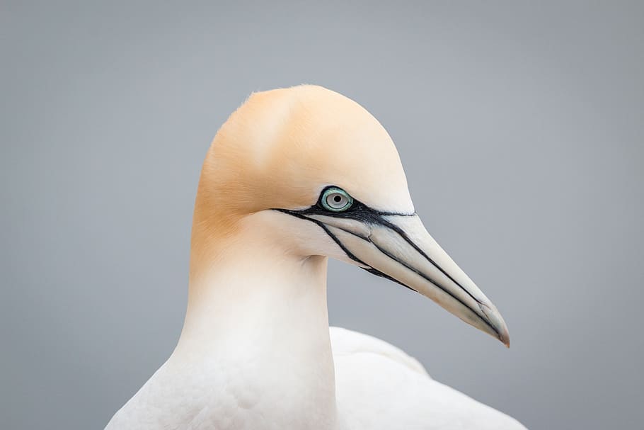 northern gannet, boobies, morus bassanus, pelecaniformes, bird, HD wallpaper