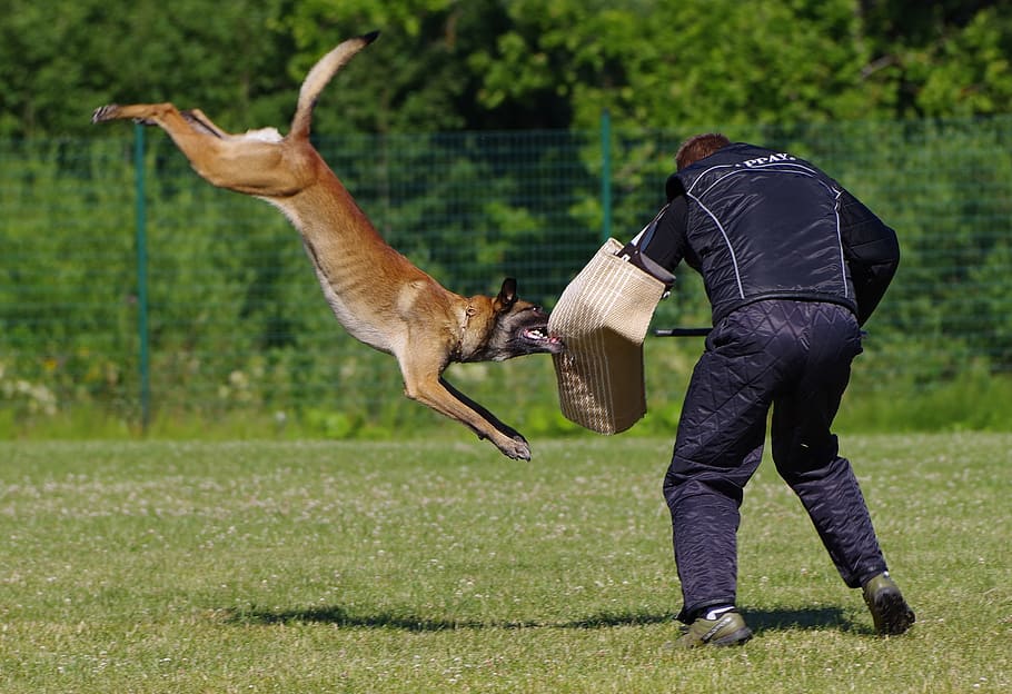 belgian shepherd malinois, attack, competition, dog, mammal, HD wallpaper