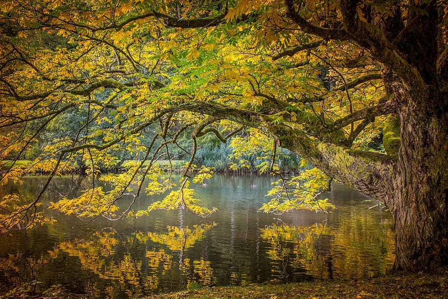 brown tree above body of water during daytime, autumn, golden autumn