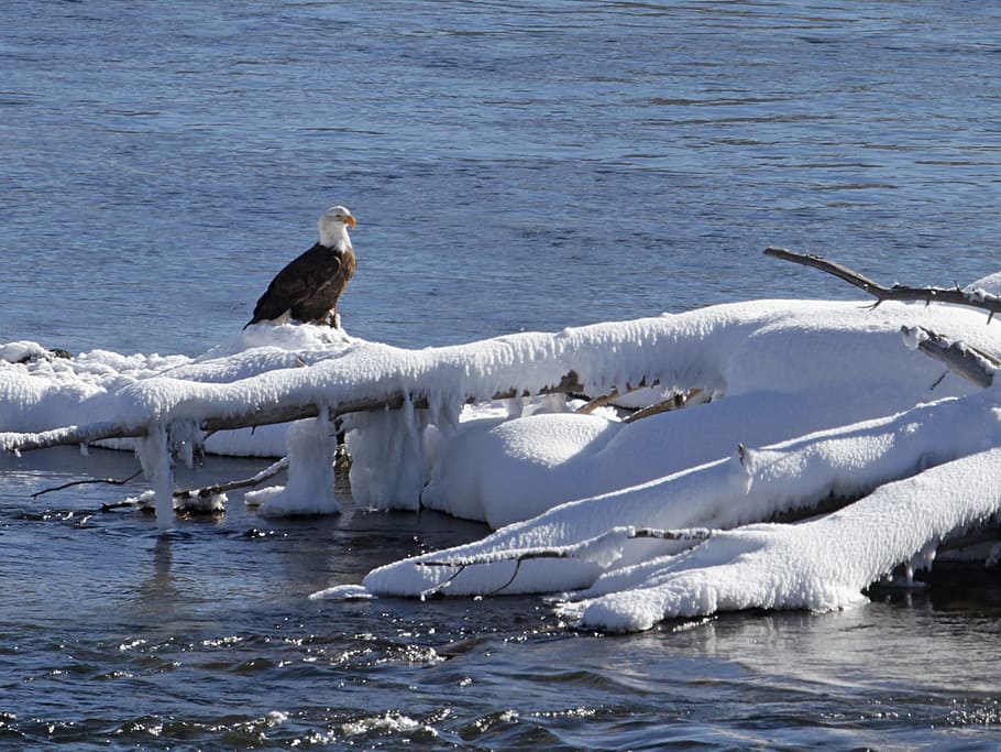 Bald Eagle, Raptor, perched, bird, nature, tree, branches, wild HD wallpaper