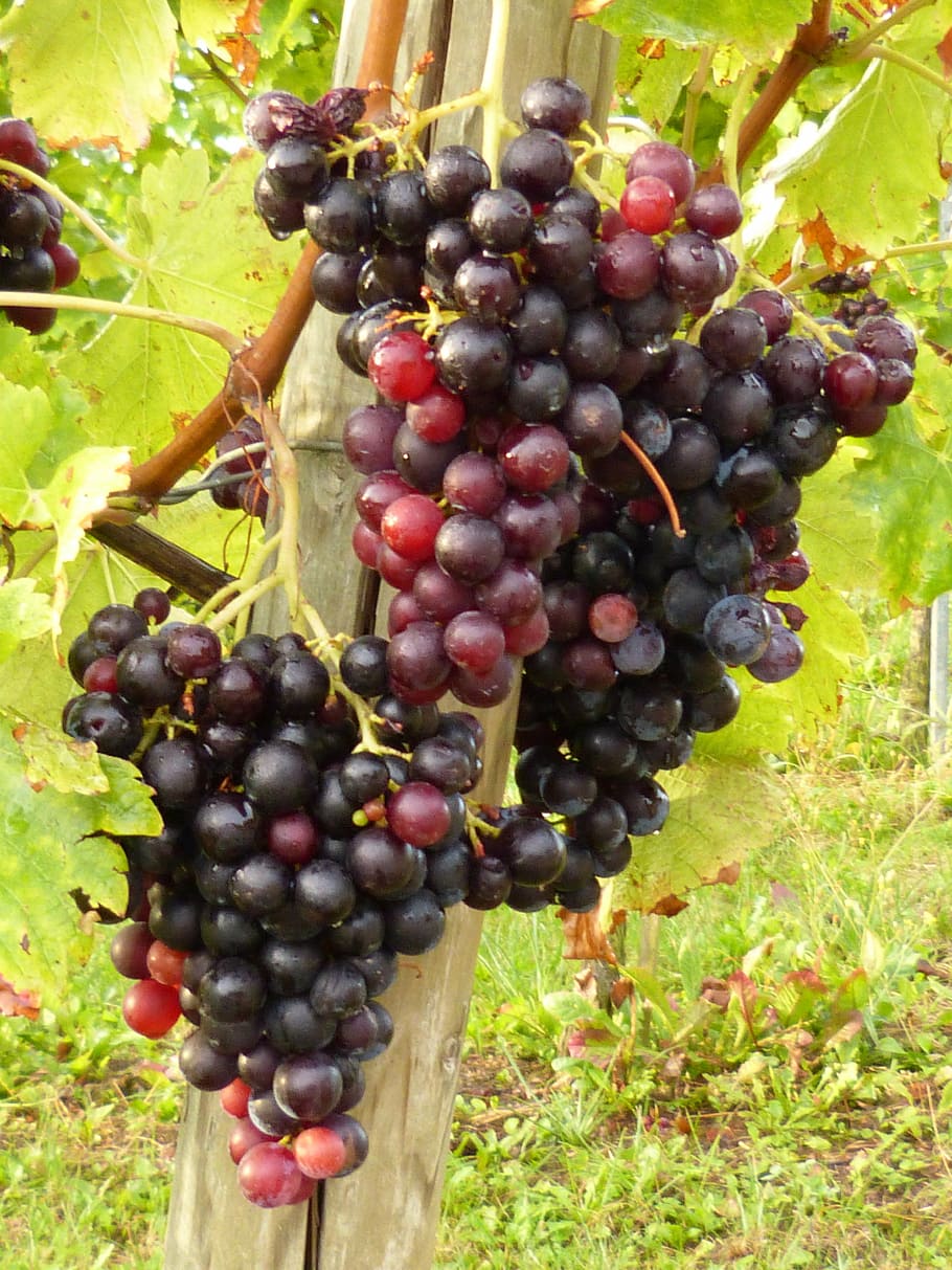 vines, wine, grapes, vineyard, fruit, food and drink, healthy eating HD wallpaper