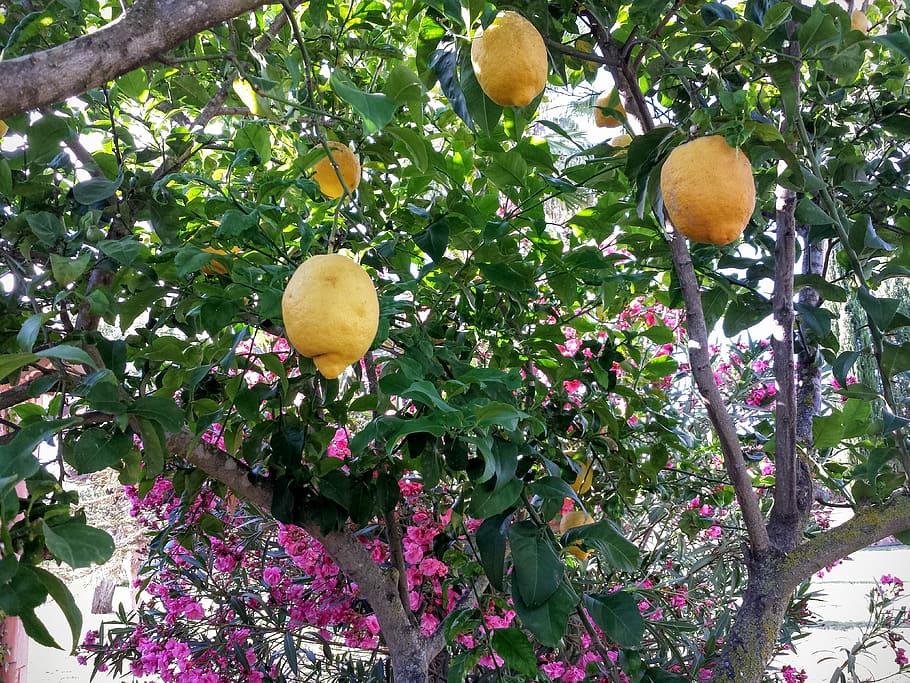 lime, colors, fruit trees, plant, growth, freshness, leaf, plant part HD wallpaper