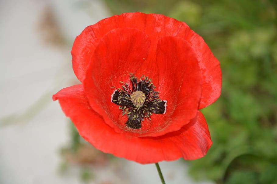 Poppy, Flower, Fields, Nature, red, country, wild flower, spring HD wallpaper