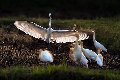 birds, asian openbill, vole, bittern, white, phatthalung, less sea HD wallpaper