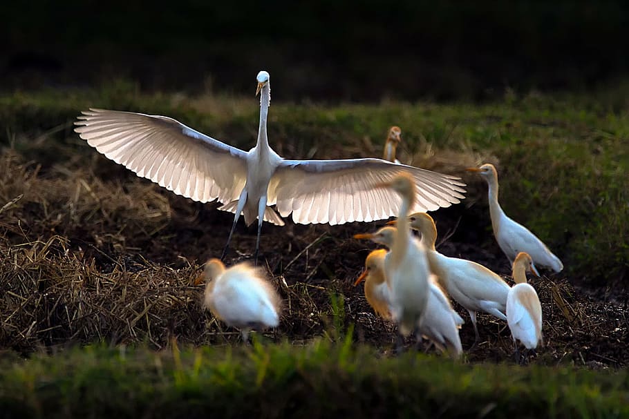 birds, asian openbill, vole, bittern, white, phatthalung, less sea HD wallpaper