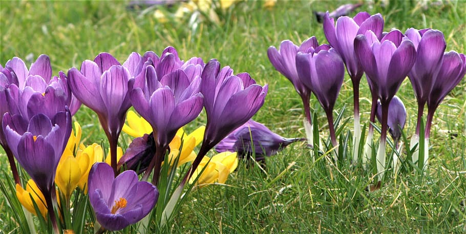 nature, flower, flora, grass, garden, outdoors, flowering plant HD wallpaper